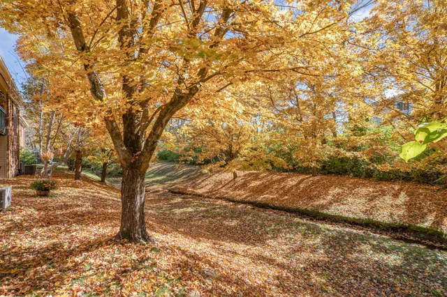 a view of a yard with trees