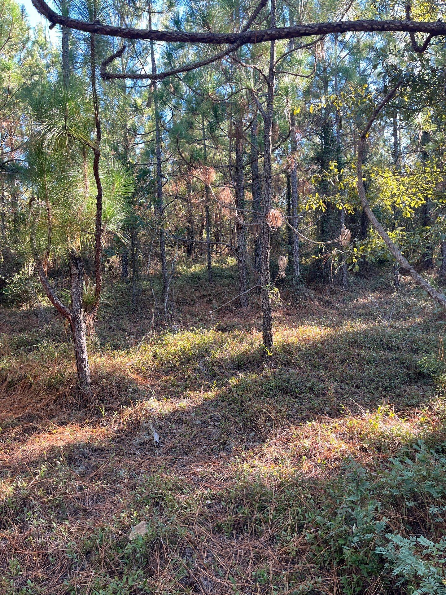 18 Payne Pond Road, Unit PPF 18 Kershaw, SC 29067 - Photo 7 of 18 12-Oct 15 2025 08_43pm-s4Xa