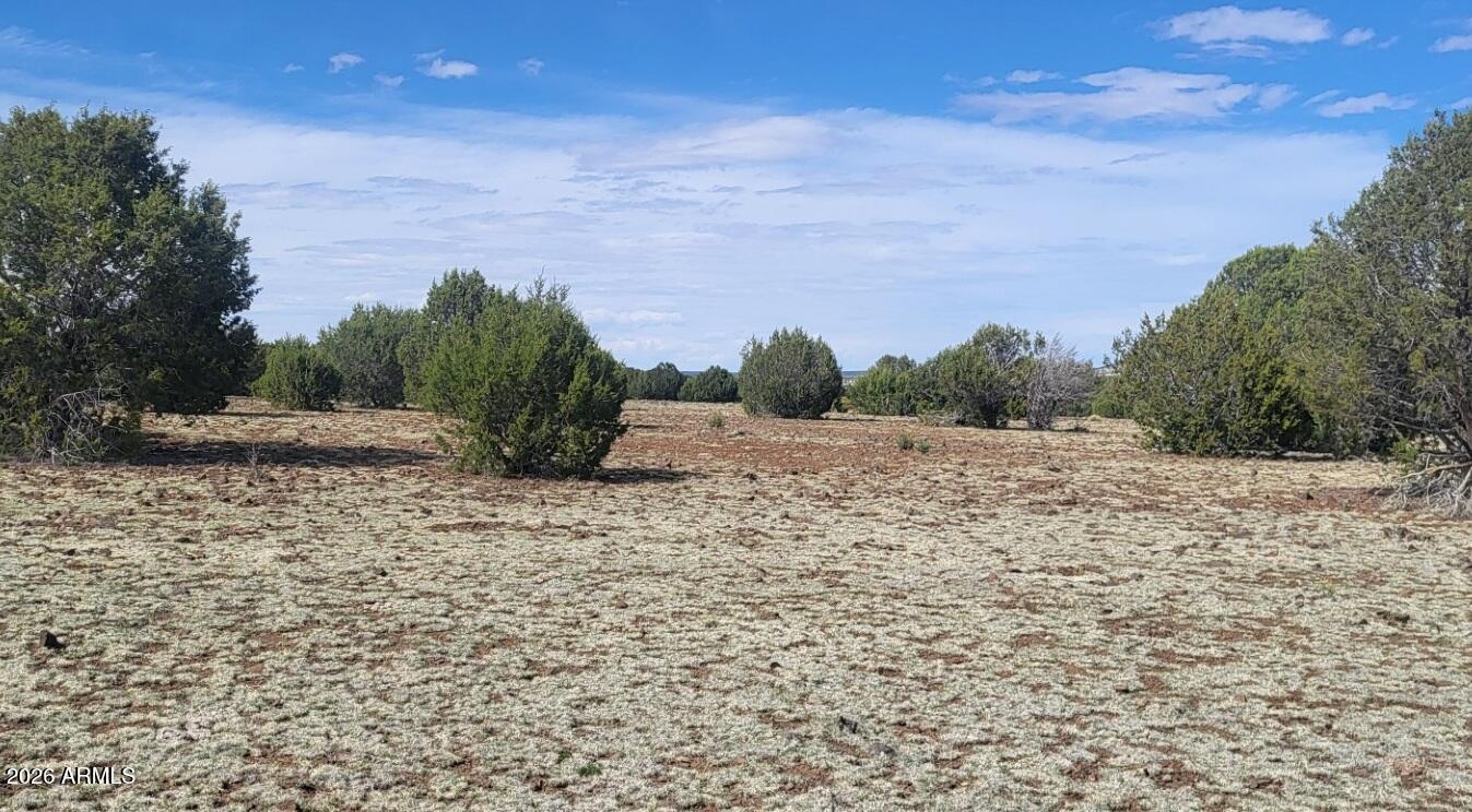 304 Olivas Alone Road, Unit 304 Williams, AZ 86046 - Photo 11 of 17 a view of a dry yard with trees