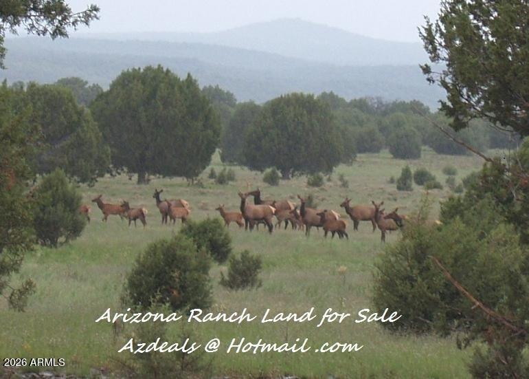 304 Olivas Alone Road, Unit 304 Williams, AZ 86046 - Photo 5 of 17