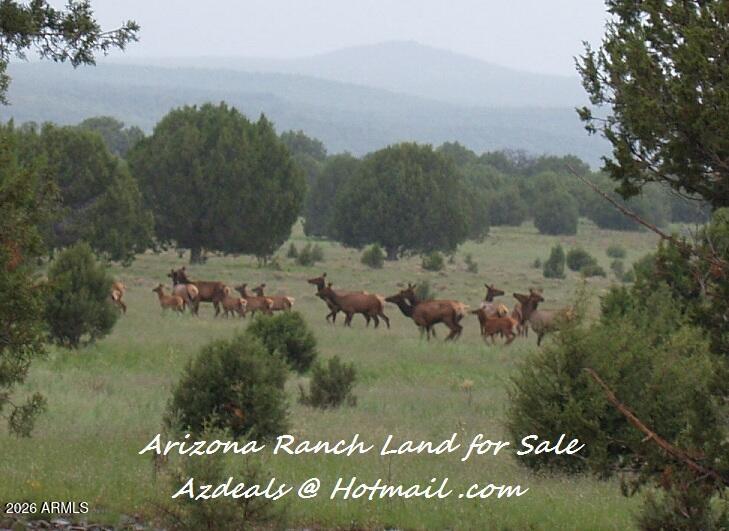 304 Olivas Alone Road, Unit 304 Williams, AZ 86046 - Photo 6 of 17 a view of a lake with an outdoor space