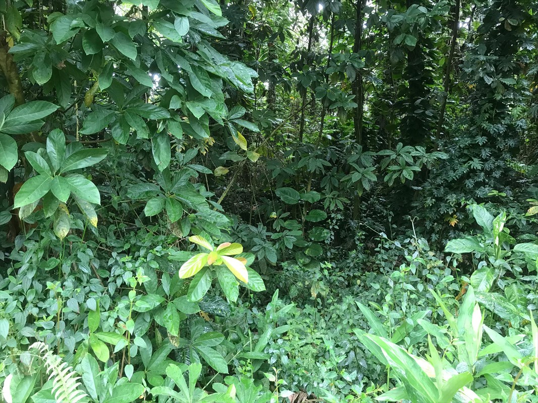 755 Hawaii Road Pahoa, HI 96778 - Photo 1 of 5 Gallery Image 1