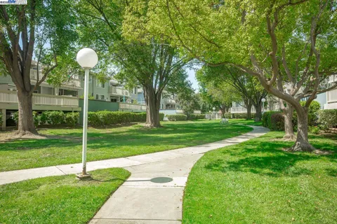 a view of a park with plants and a large tree