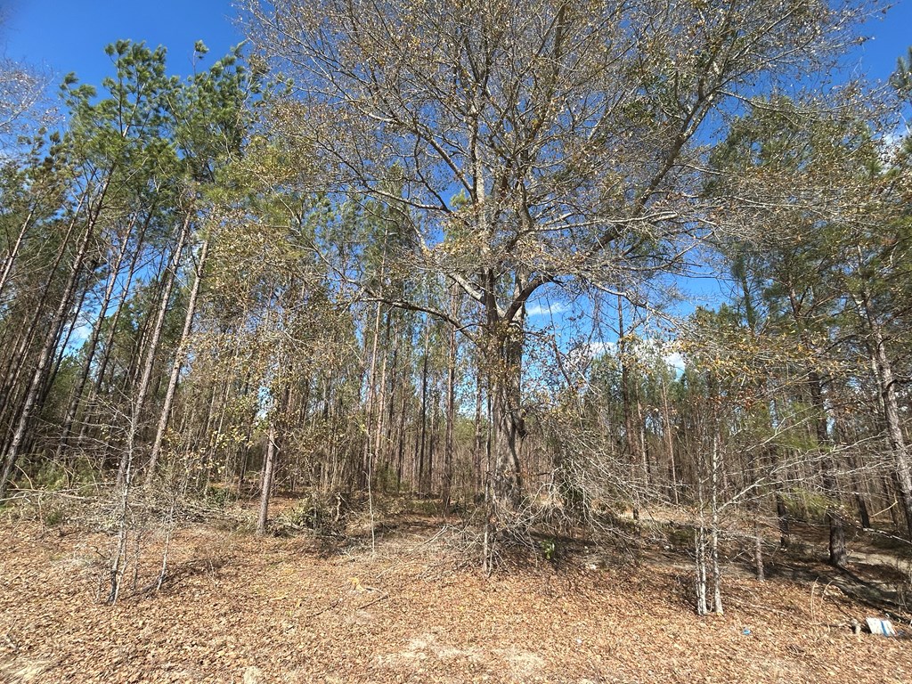 Lot 3-15 -ac Cottonwood Rd/ Phillips Road Cottonwood, AL 36320 - Photo 18 of 49