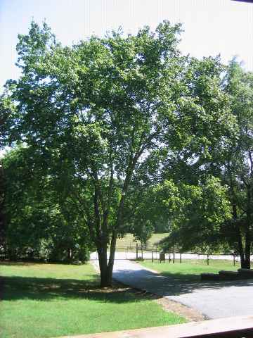 106 Cedar Hollow Road Seneca, SC 29678 - Photo 16 of 16 Gallery Image 16
