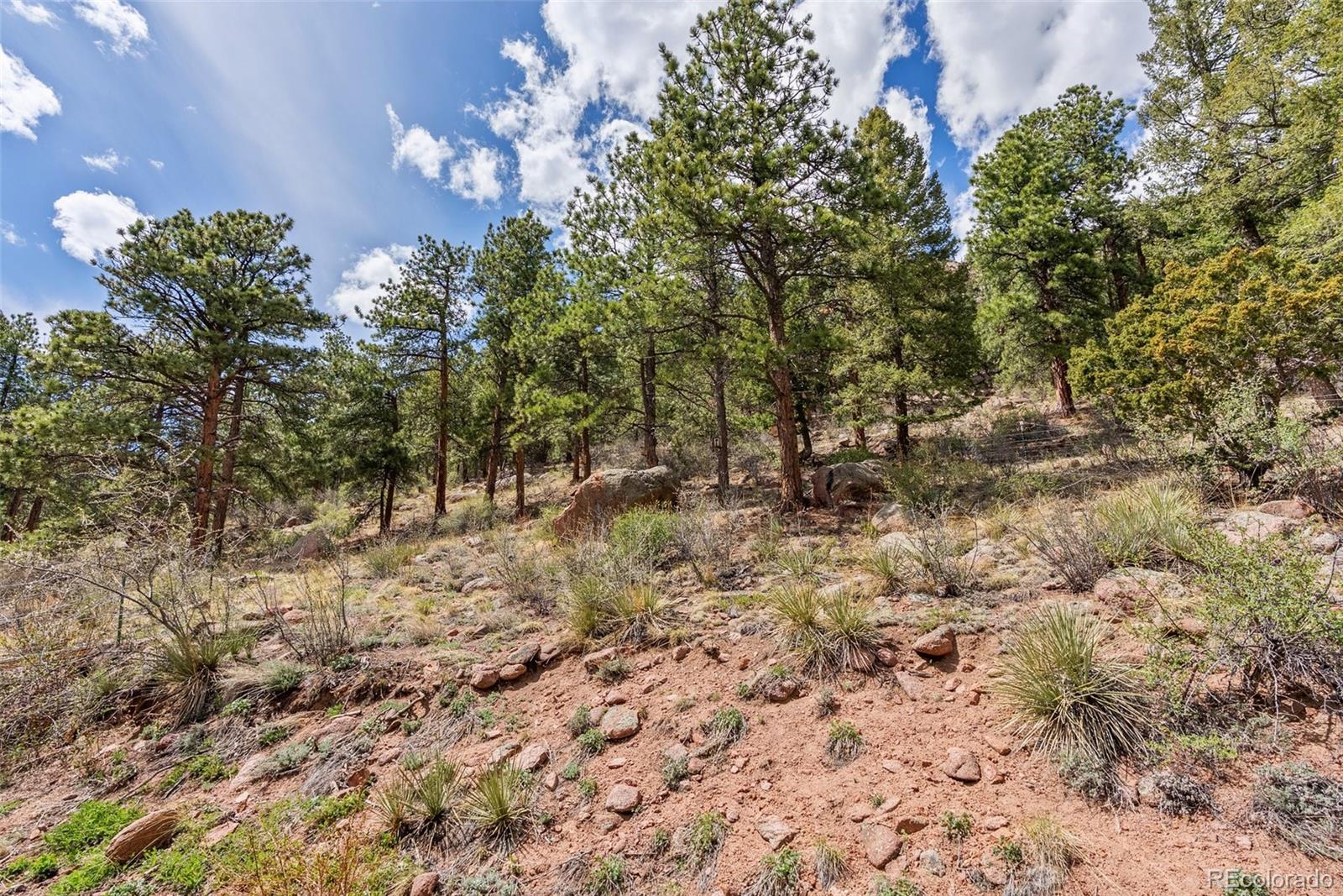 29 Cedar Lane Bailey, CO 80421 - Photo 36 of 46 a view of a forest with trees