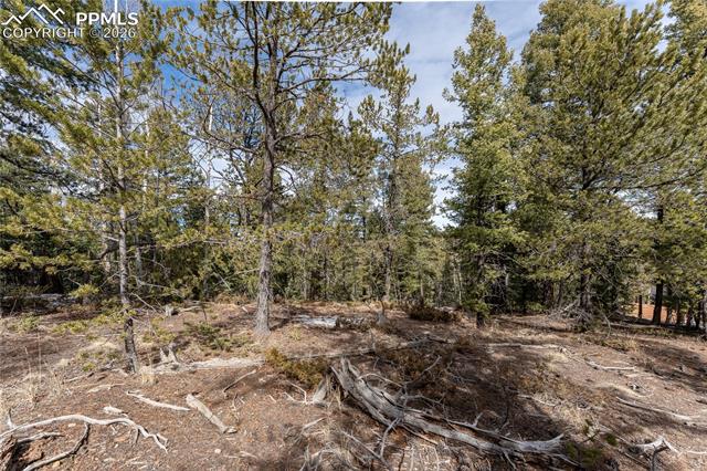 107 Haven Road Divide, CO 80814 - Photo 3 of 13 View of local wilderness