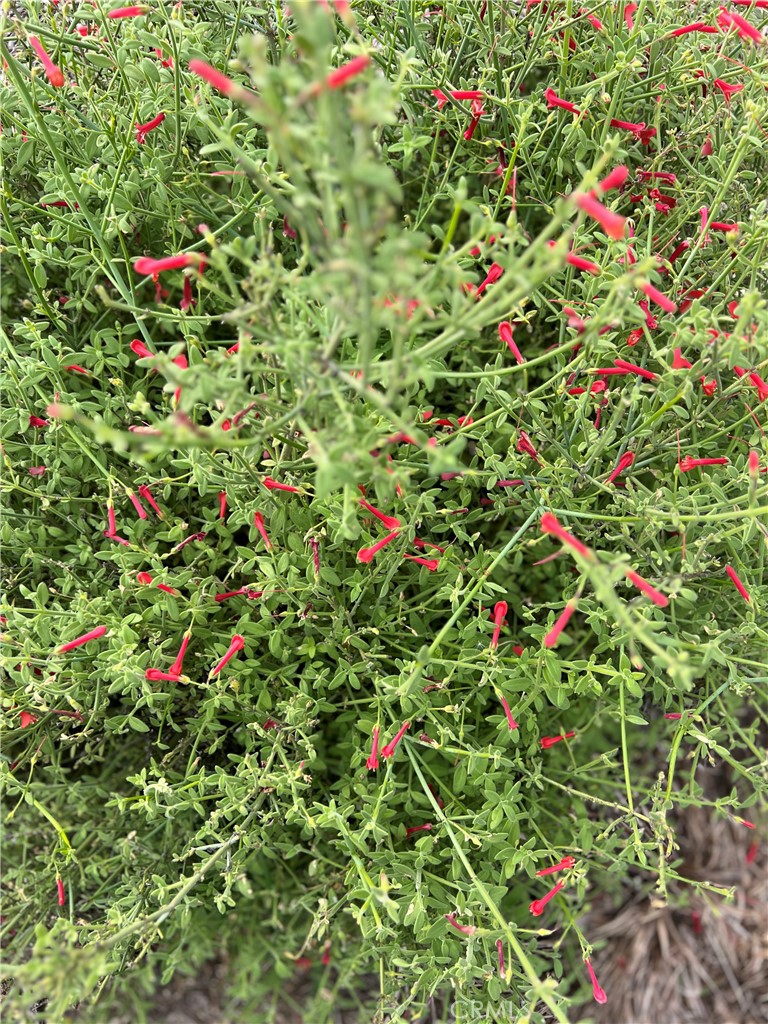 45766 Altree Court Temecula, CA 92592 - Photo 11 of 13 a close up of a flower in a garden