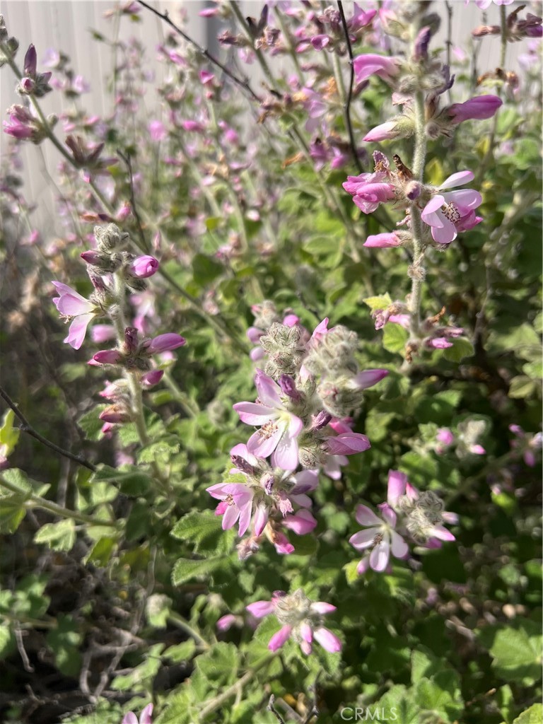 45766 Altree Court Temecula, CA 92592 - Photo 10 of 13 a view of a flower