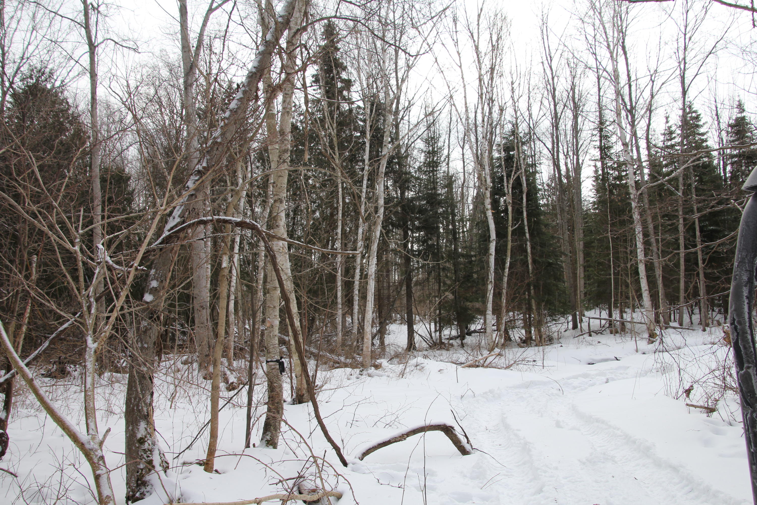 40-acres Tolan Road Spruce, MI 48762 - Photo 57 of 95 Gallery Image 57