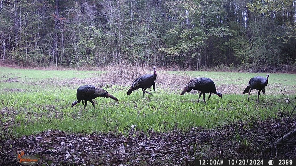2 Cemetary Road Ecru, MS 38841 - Photo 18 of 39 Photo 18
