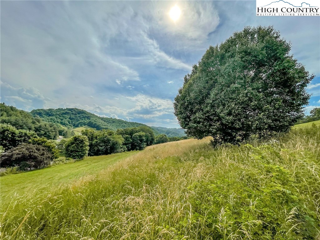 4850 US Highway 421 Vilas, NC 28692 - Photo 5 of 46 a view of a garden with plants and large trees
