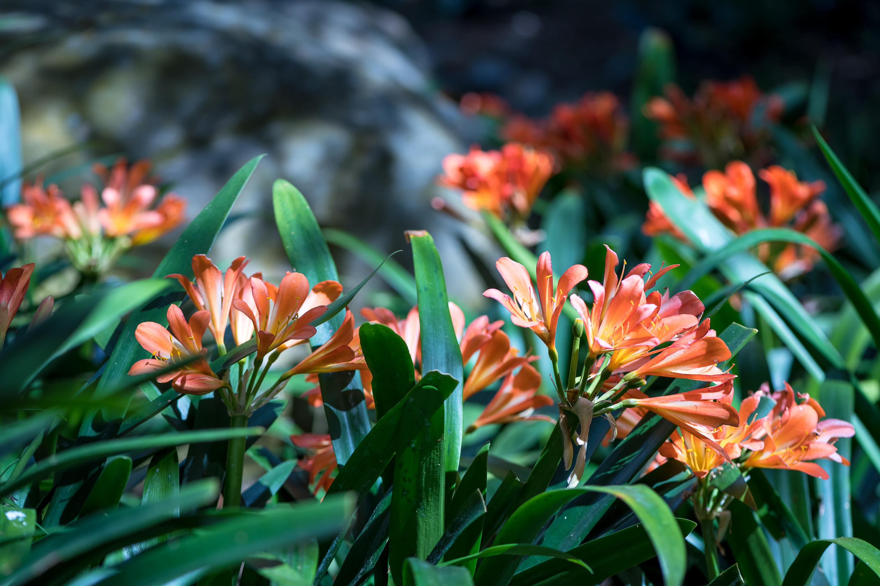 760 Riven Rock Road Montecito, CA 93108 - Photo 41 of 50 a view of a flower