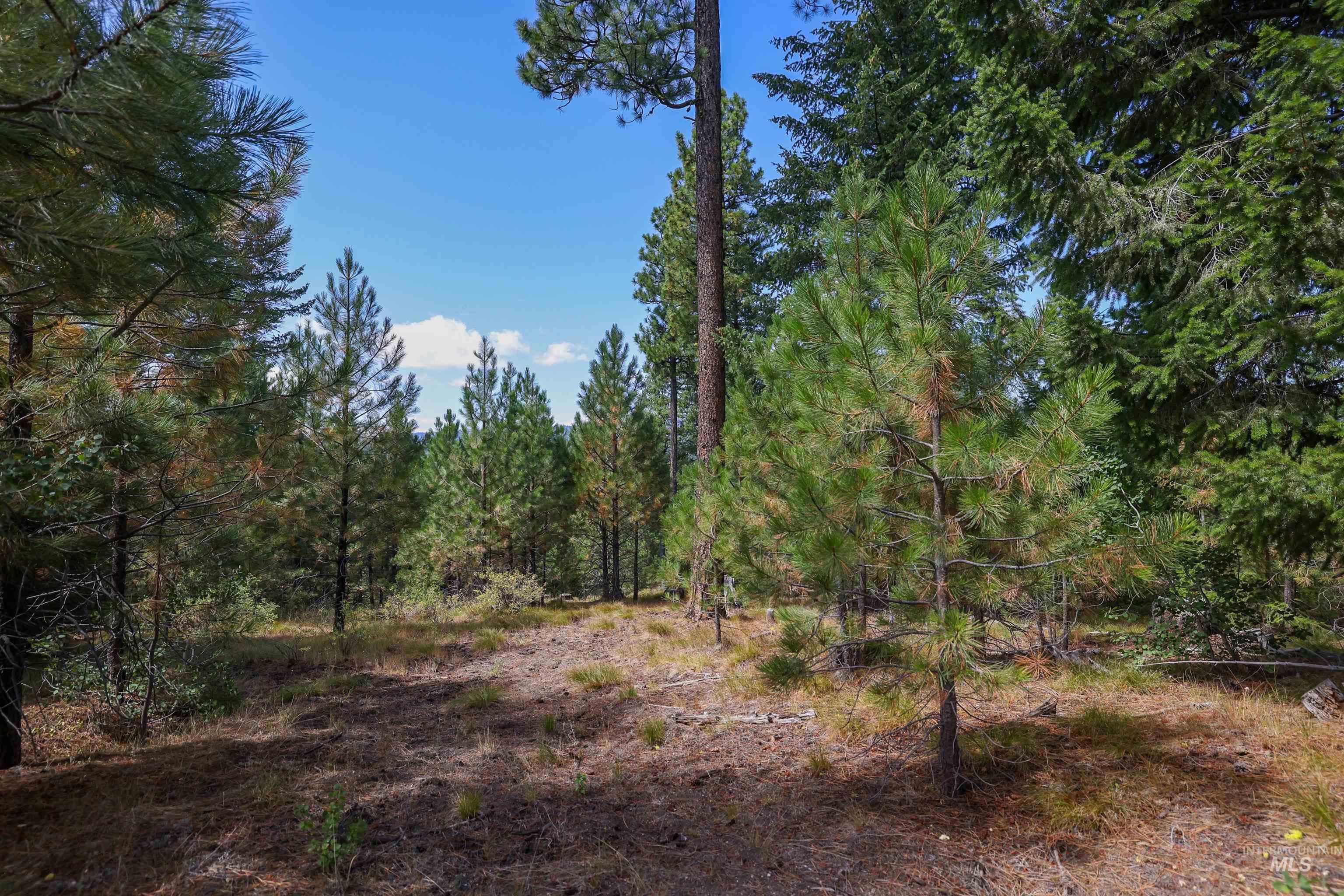 47 Coit Drive Cascade, ID 83611 - Photo 11 of 34 View of woods