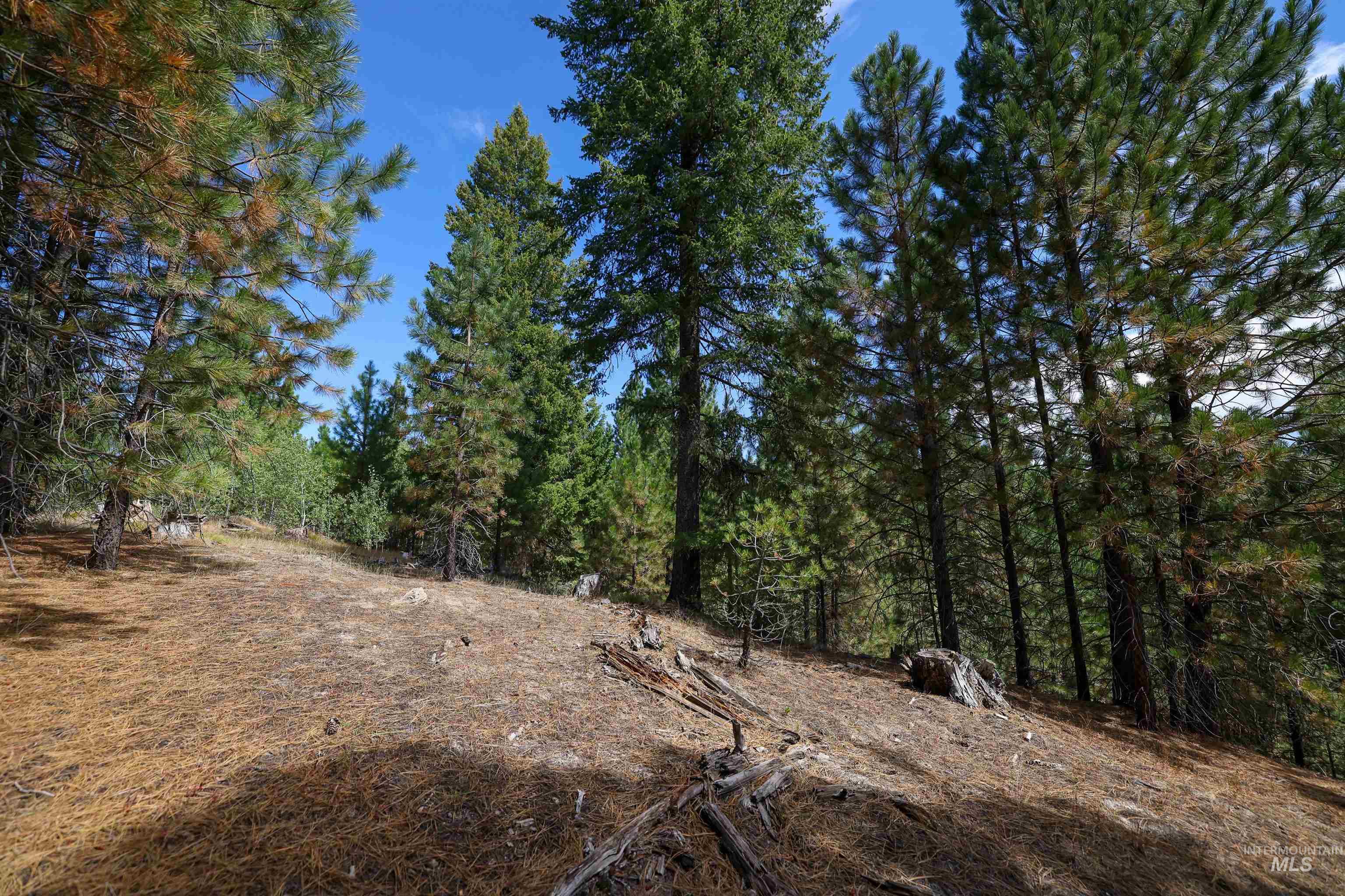 47 Coit Drive Cascade, ID 83611 - Photo 14 of 34 View of tree filled area