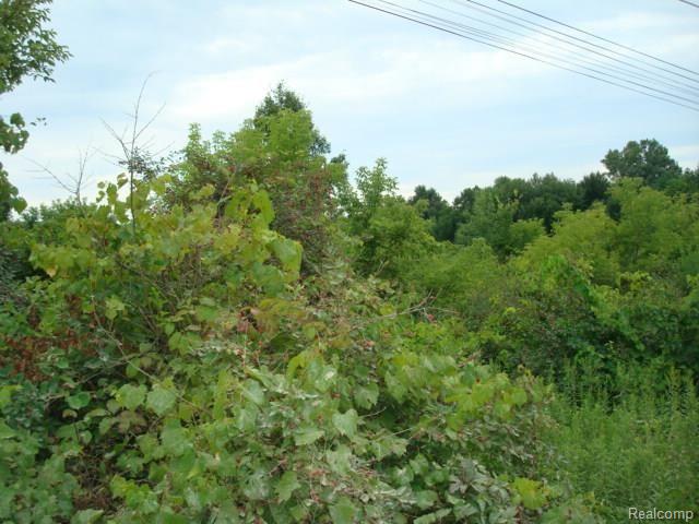 0 Lassier Road Romeo, MI 48065 - Photo 5 of 5 Mature Trees.jpg