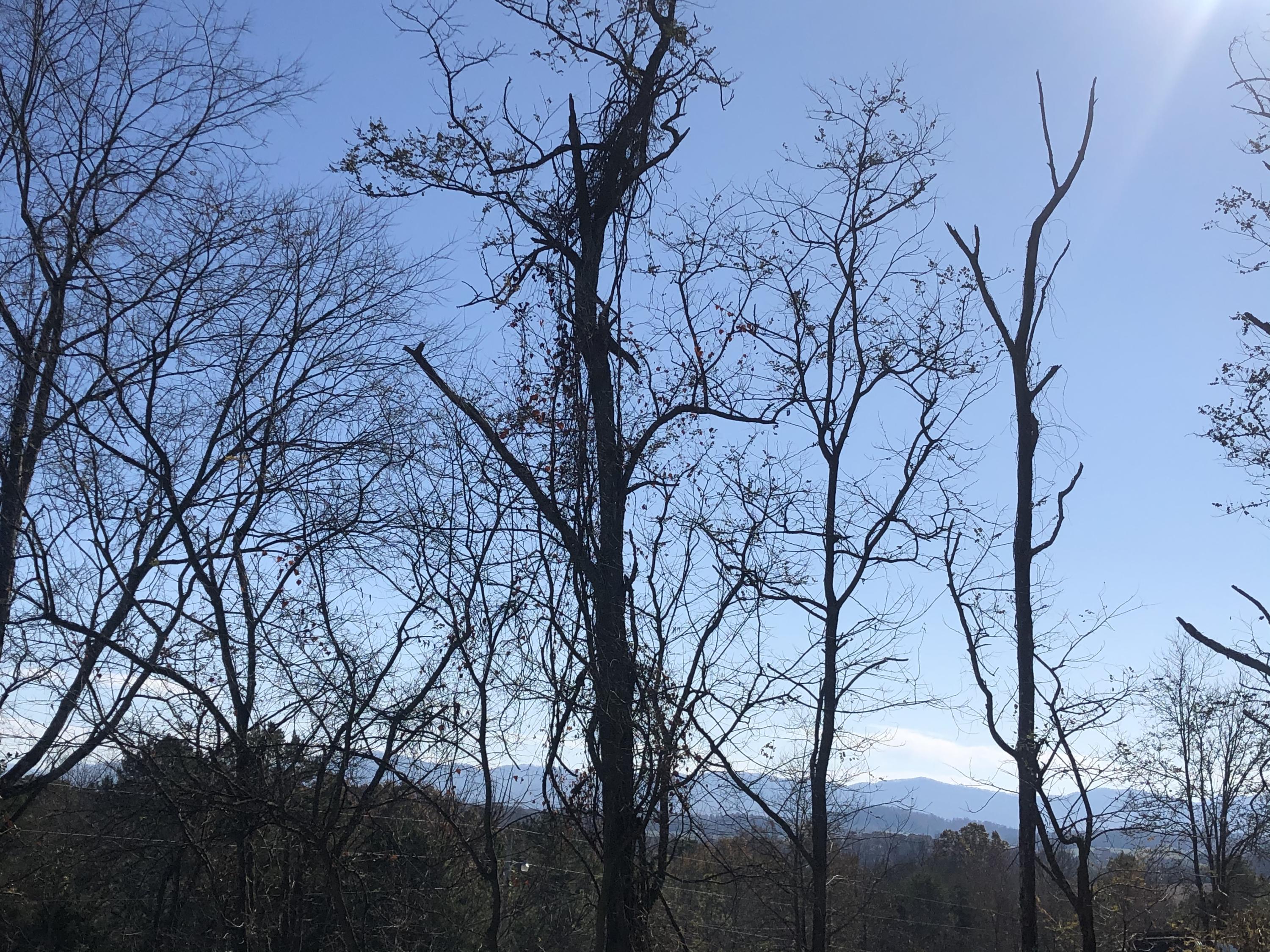 1377 Culbertson Road Greeneville, TN 37743 - Photo 18 of 37 View from Back Porch