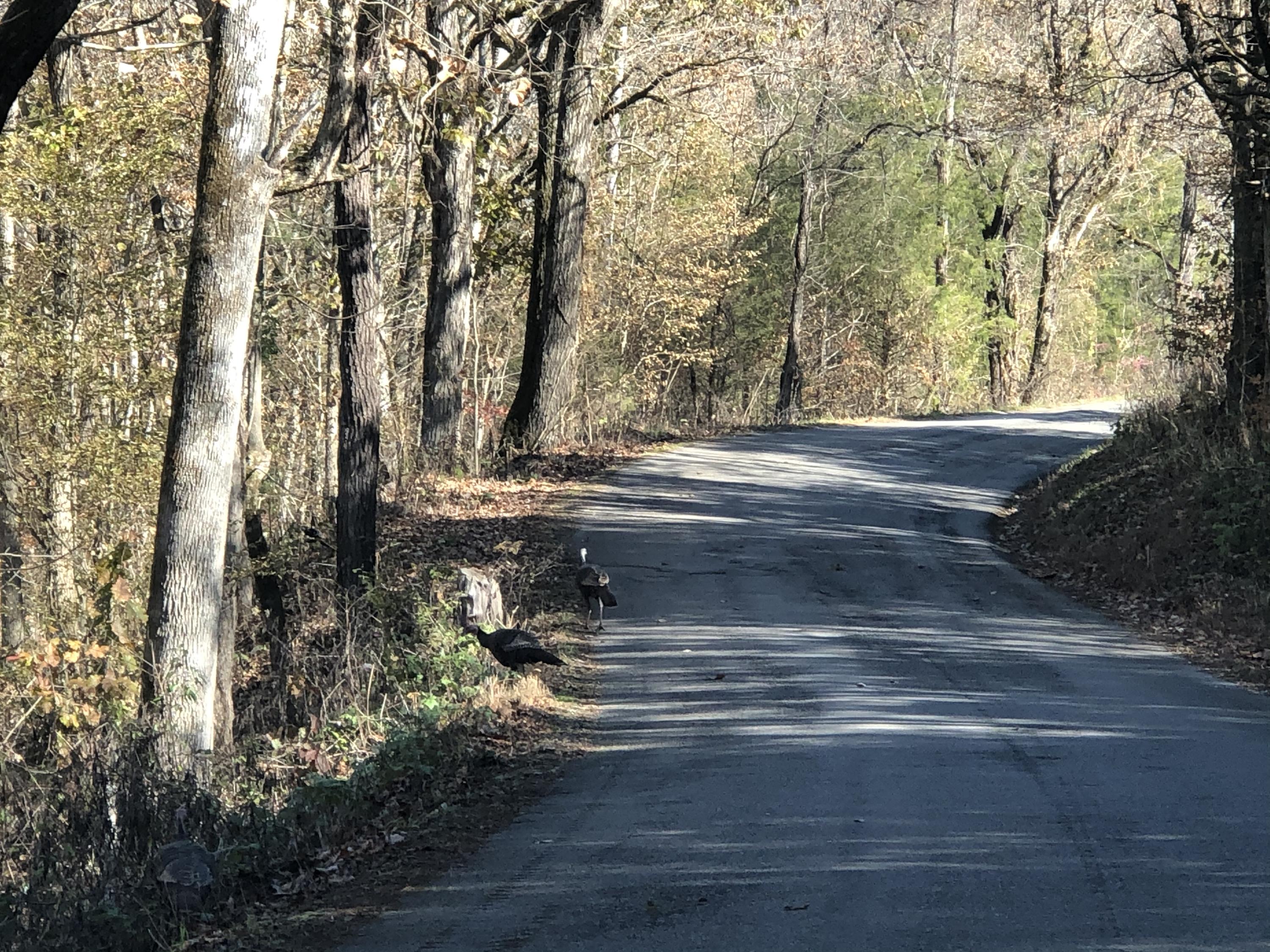 1377 Culbertson Road Greeneville, TN 37743 - Photo 29 of 37 Culbertson Rd