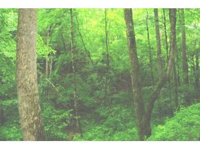0 Friendship Road Bristol, TN 37620 - Photo 3 of 9 Photo 3