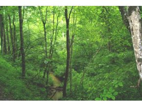 0 Friendship Road Bristol, TN 37620 - Photo 4 of 9 Photo 4