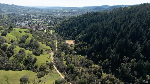a view of a forest with a street