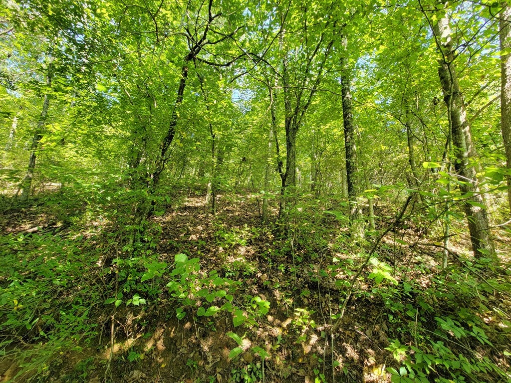Tbd Gem Stream Road Elk Creek, VA 24326 - Photo 9 of 12 Gallery Image 9