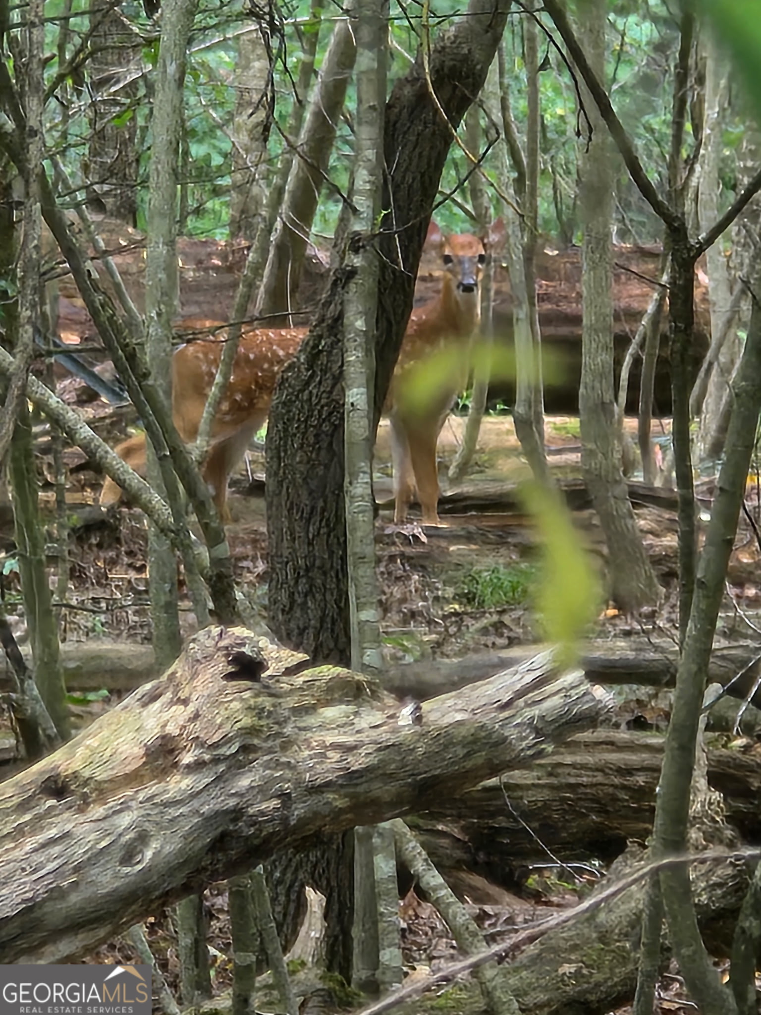 39.87-acres Irby Road Gibson, GA 30810 - Photo 6 of 56 Gallery Image 6