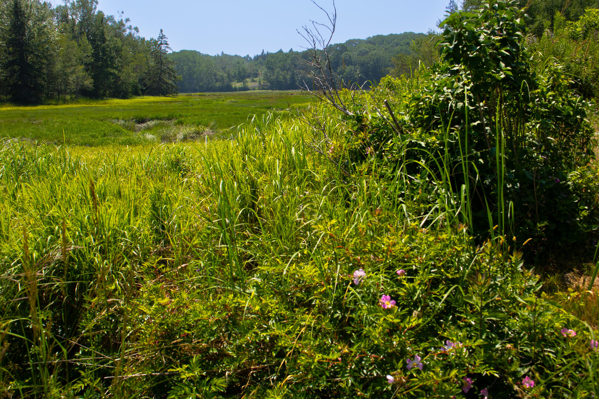 152 Kansas Road Milbridge, ME 04658 - Photo 33 of 33 Rose bushes next to brook