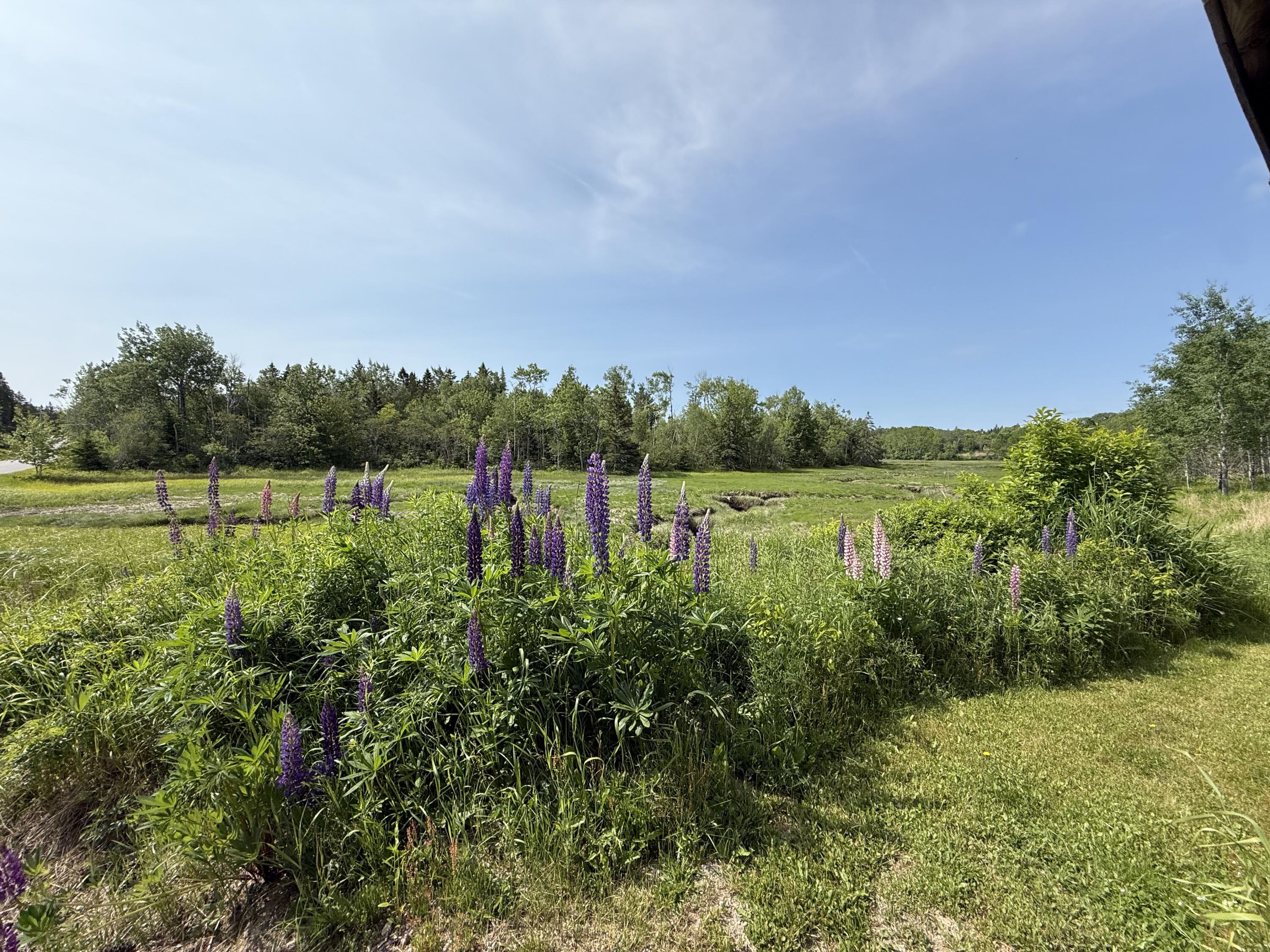 152 Kansas Road Milbridge, ME 04658 - Photo 10 of 33 Side yard