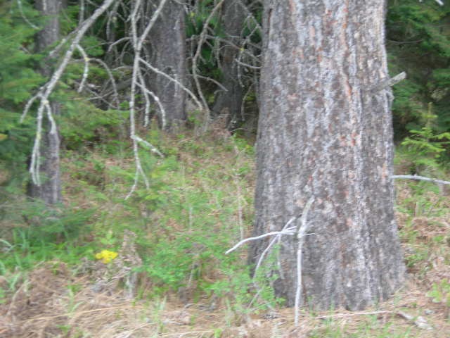 Nkn Conklin Meadows Road Newport, WA 99156 - Photo 6 of 6 Gallery Image 6