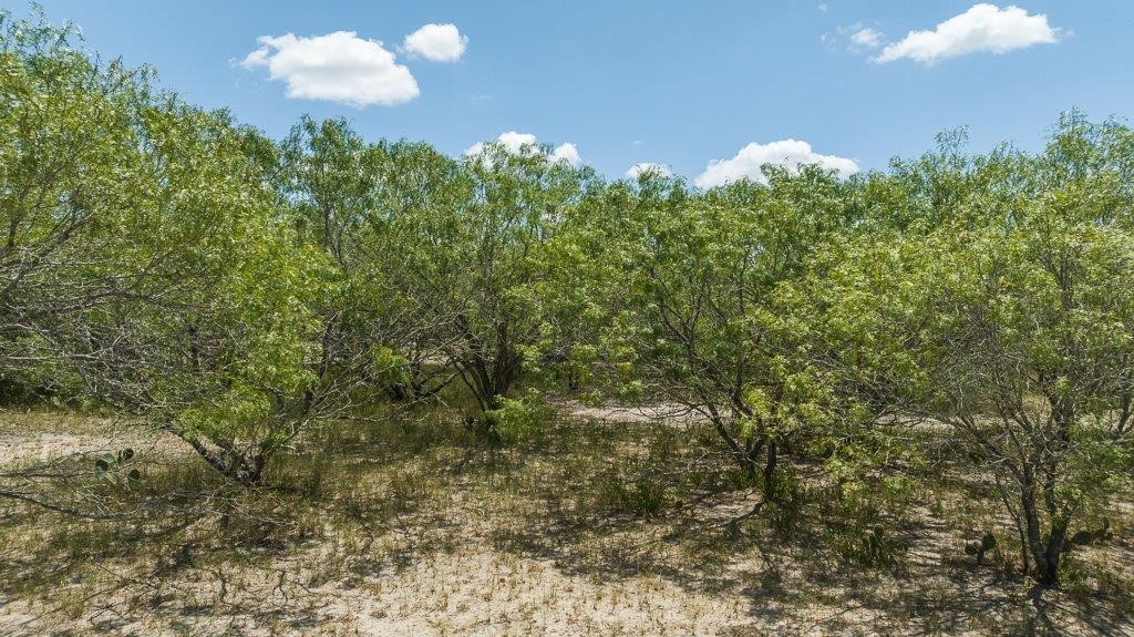 9223 County Road 2249 Sinton, TX 78387 - Photo 36 of 39 a close up of a plant in a garden