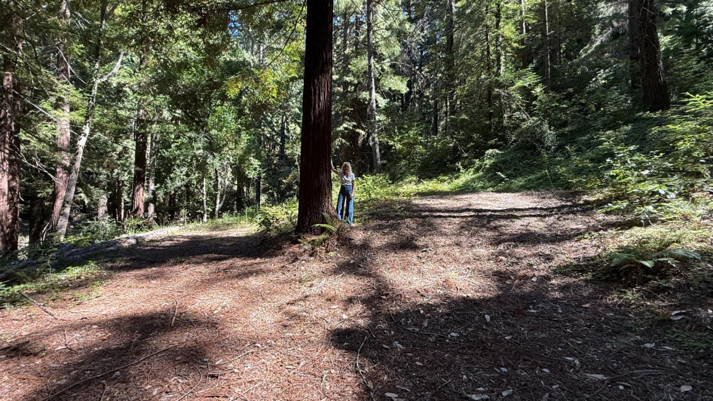 15645 Stetson Road Los Gatos, CA 95033 - Photo 3 of 8 a view of a tree with a tree