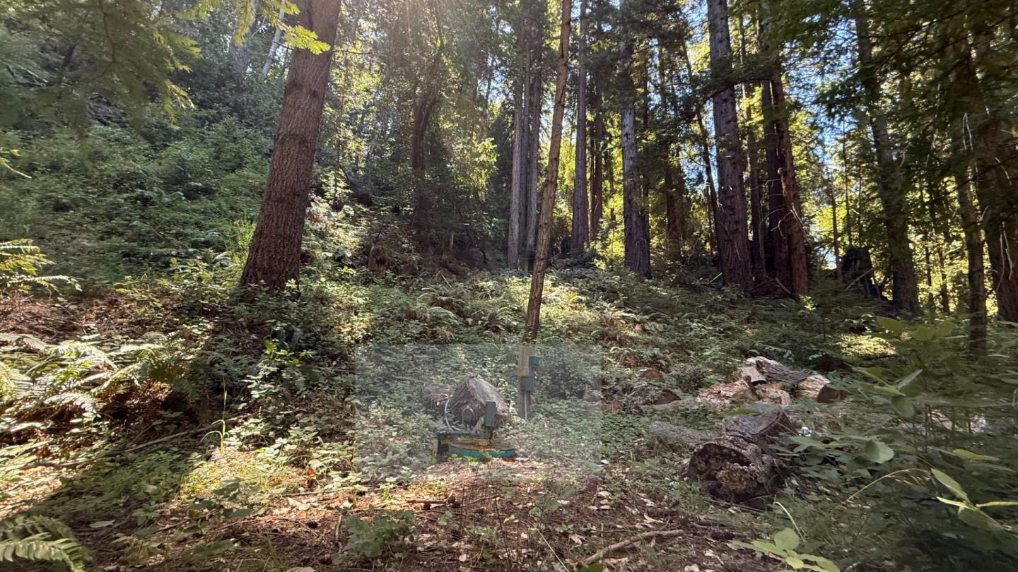 15645 Stetson Road Los Gatos, CA 95033 - Photo 5 of 8 a view of a forest with trees
