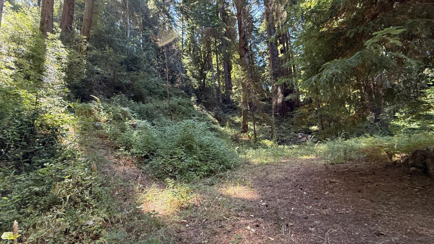 15645 Stetson Road Los Gatos, CA 95033 - Photo 7 of 8 a view of a yard with a tree