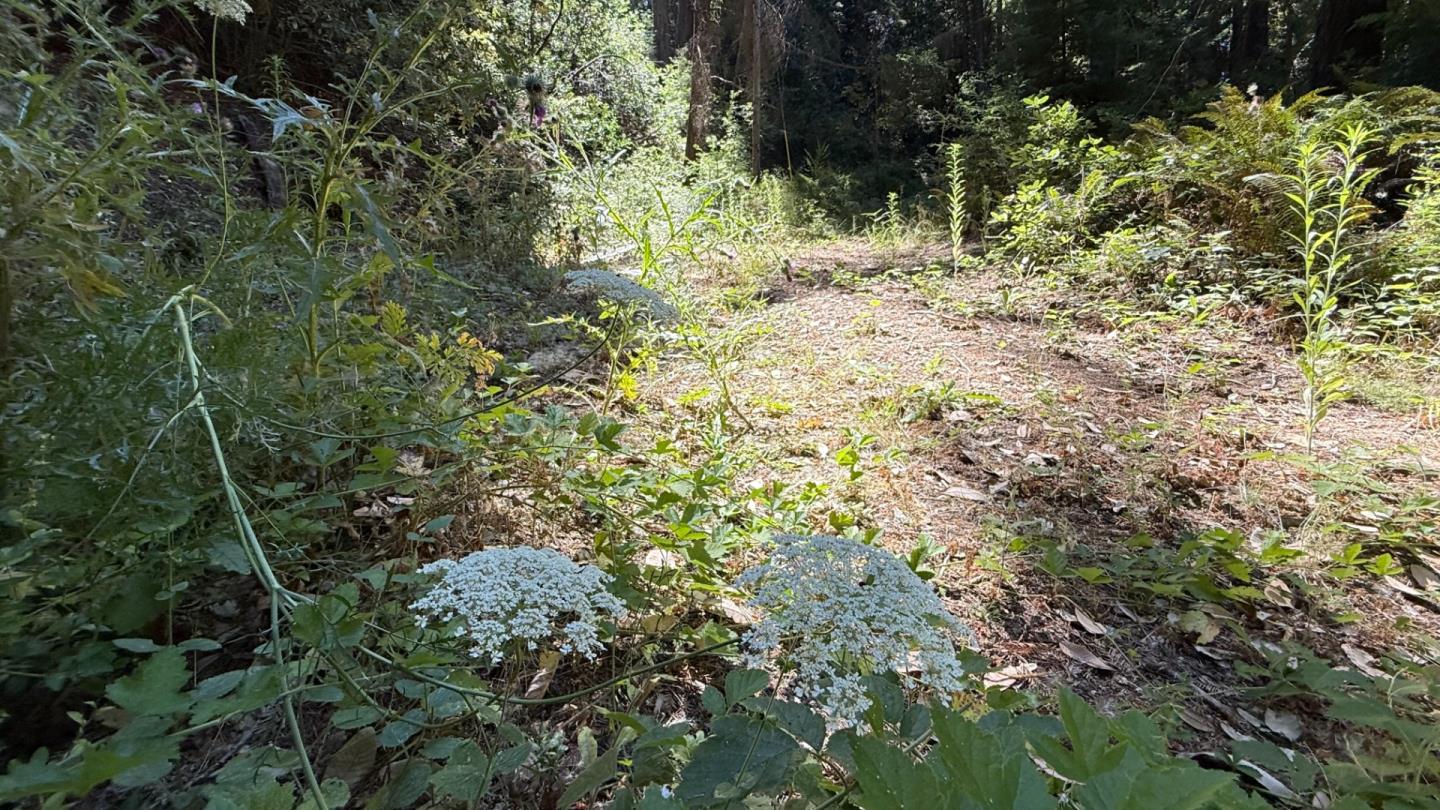 15645 Stetson Road Los Gatos, CA 95033 - Photo 8 of 8 a view of a yard with plants and tree