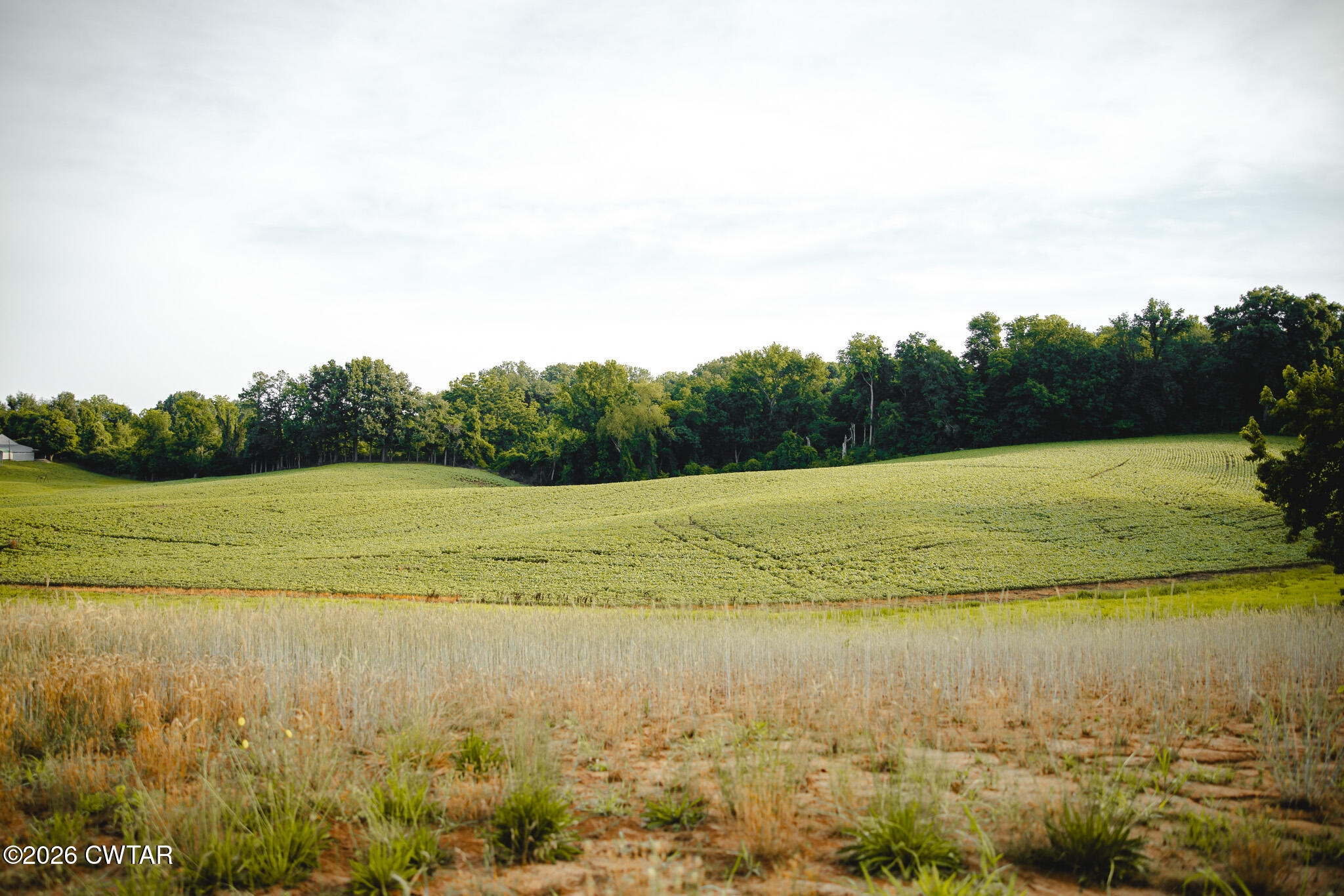 0 Jack Tate Road Obion, TN 38240 - Photo 22 of 23 FT8A0006