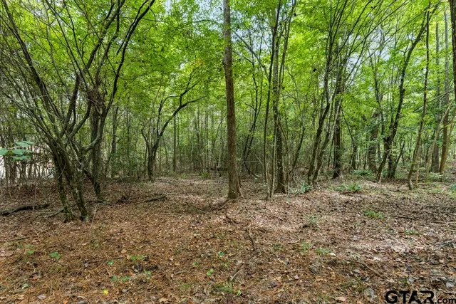 a view of a pathway with a tree