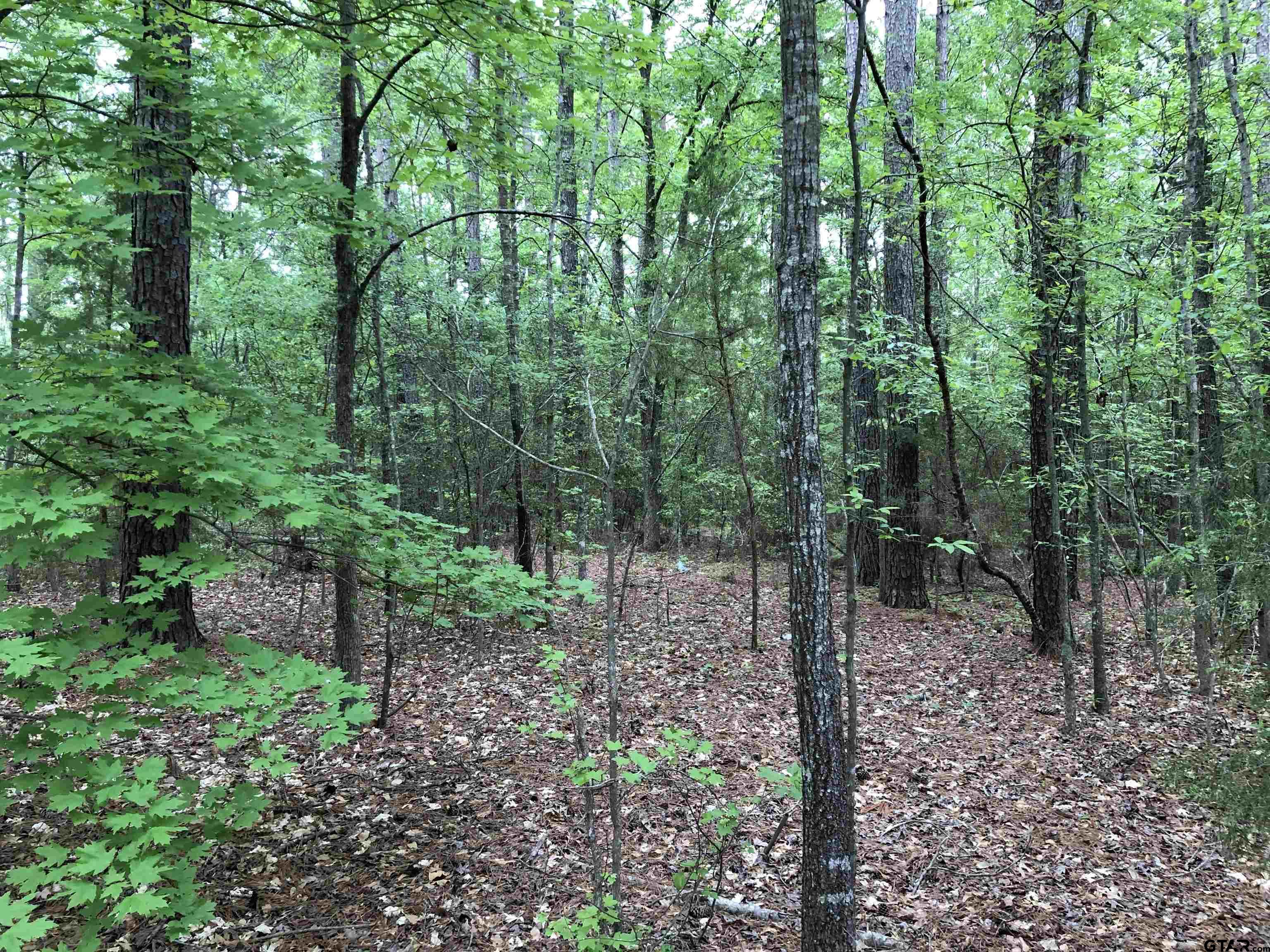 Tbd South Easy Street Rusk, TX 75785 - Photo 18 of 20 a view of a forest with trees