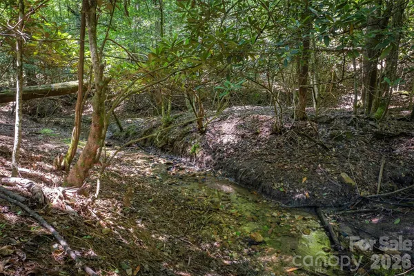 a view of a forest with trees