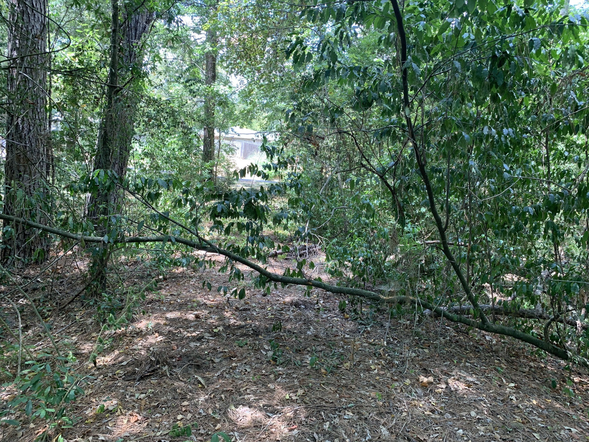 504 John Kolb Road Lufkin, TX 75901 - Photo 6 of 8 a view of a forest with trees in the background