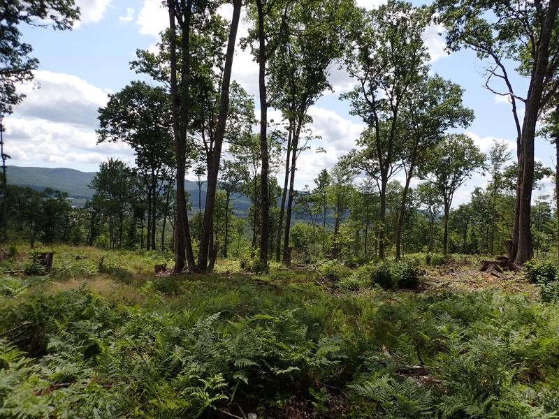 0 Denio Road St. Johnsbury, VT 05819 - Photo 20 of 21