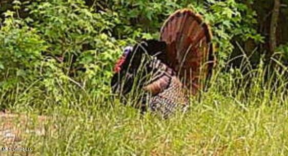 2337 Co Road Bay Springs, MS 39422 - Photo 21 of 26 jones pic 20