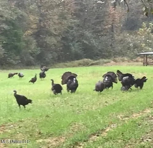 $279,400 | 2337 Co Road, Bay Springs, MS 39422