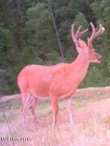 2337 Co Road Bay Springs, MS 39422 - Photo 24 of 26 jones pic 23