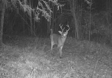 2337 Co Road Bay Springs, MS 39422 - Photo 26 of 26 jones pic 25