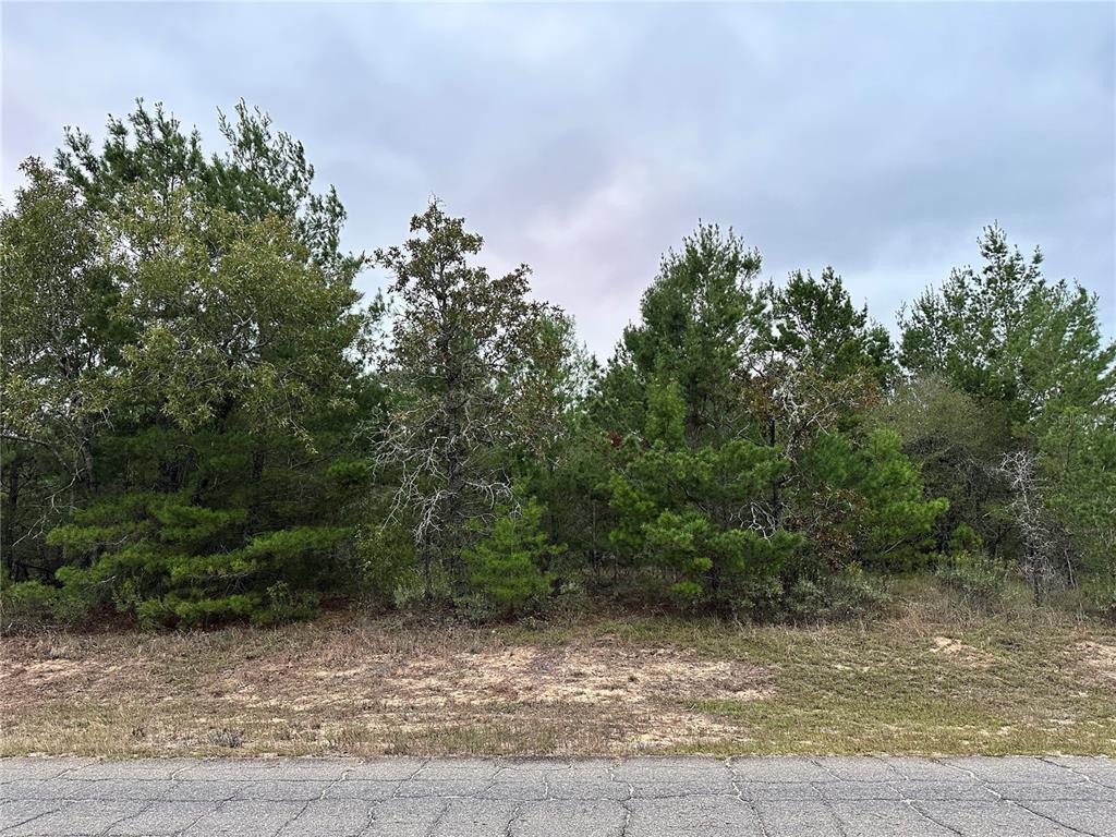 0 Colmart Drive Chipley, FL 32428 - Photo 4 of 4 a backyard of a house with lots of green space