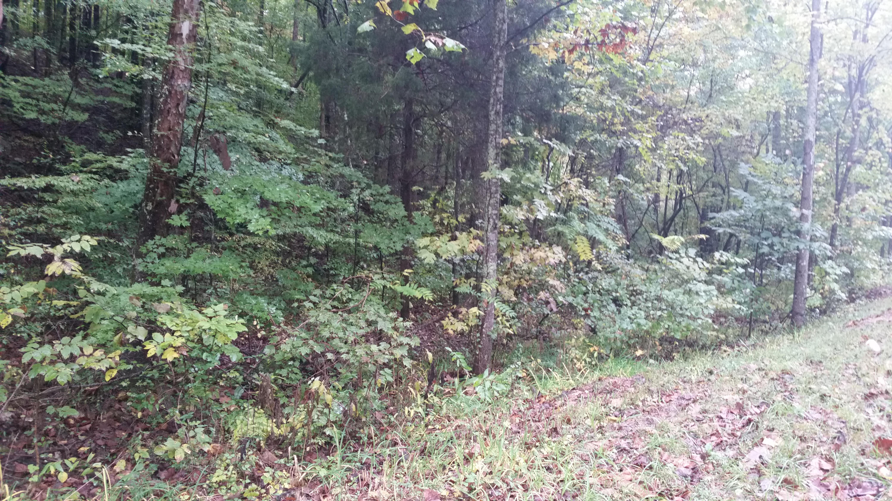 Lot 21 Speedewell Road Bulls Gap, TN 37711 - Photo 5 of 18 2014-10-11 11