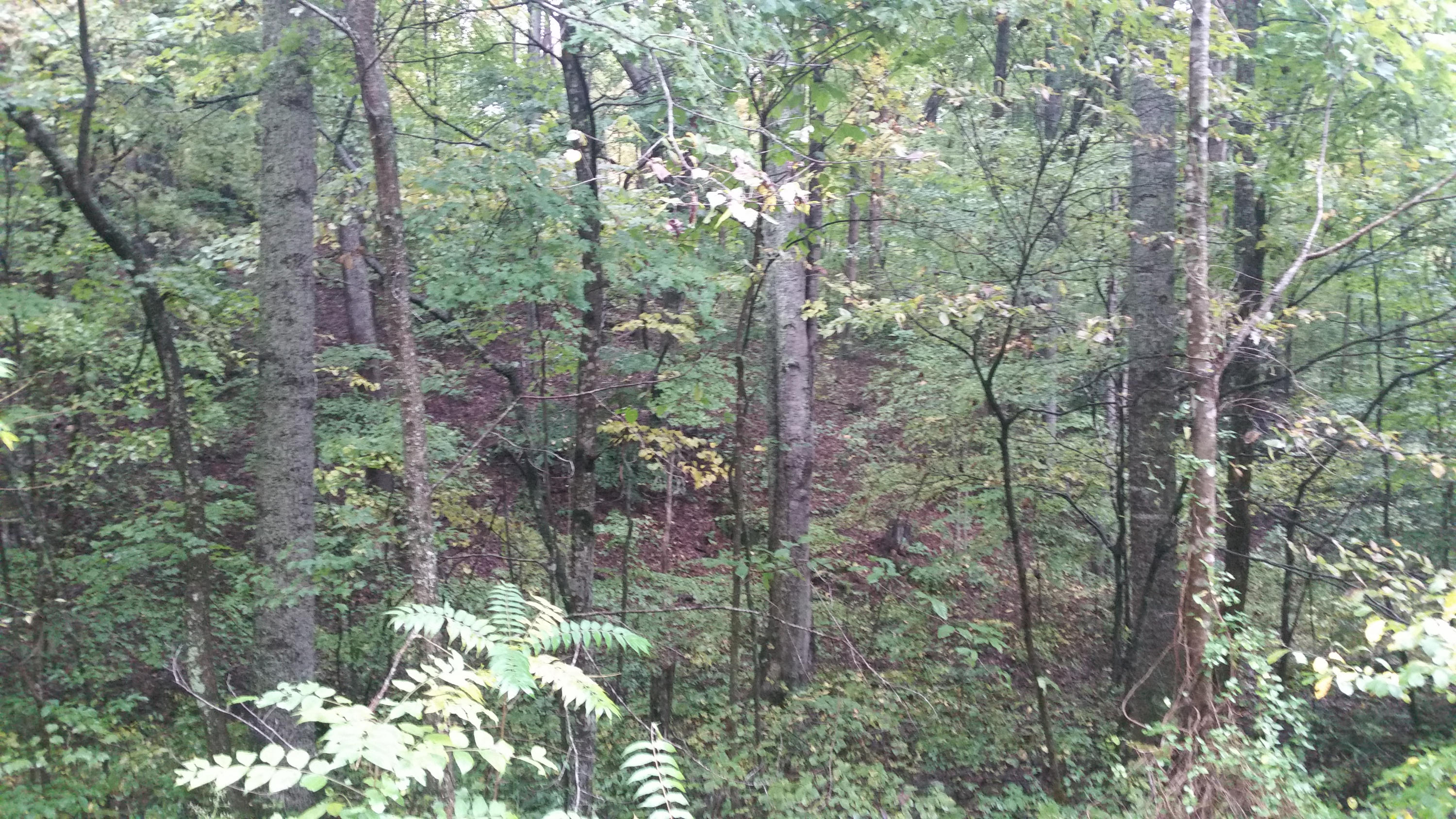 Lot 21 Speedewell Road Bulls Gap, TN 37711 - Photo 8 of 18 2014-10-11 11