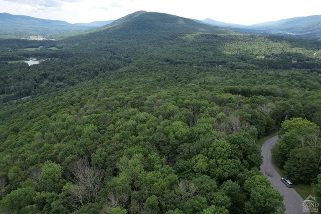 a view of a forest with a mountain