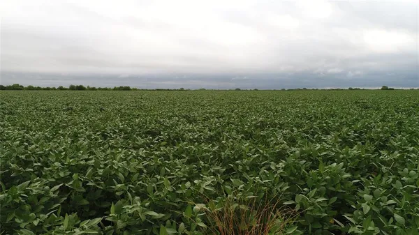 a view of a large green field